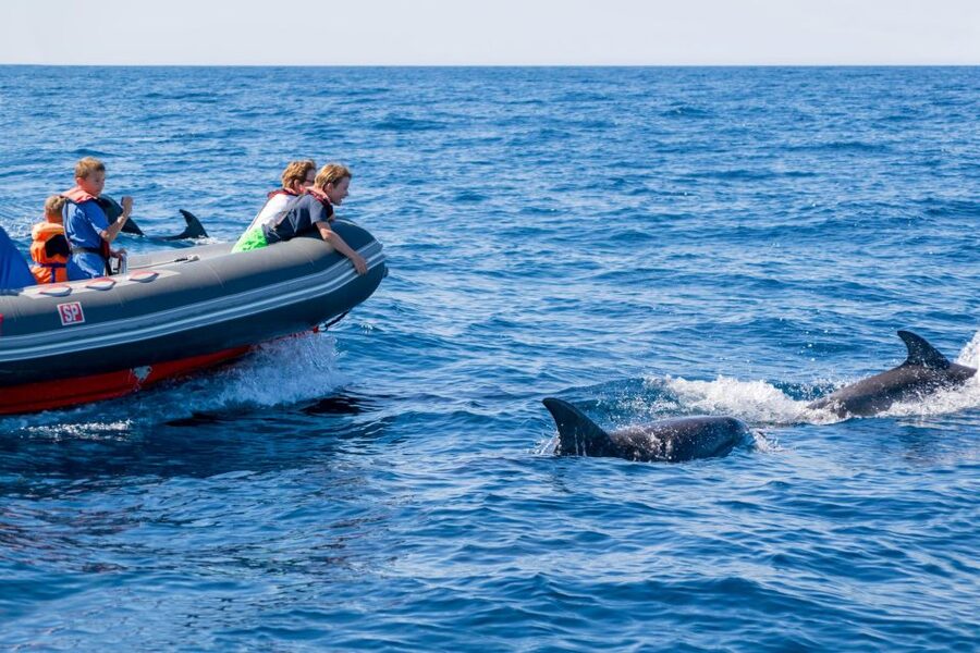 Albufeira: Dolphins & Benagil Caves RIB Tour - Benagil Sea Cave interior stop: short, guided, and very time-bound