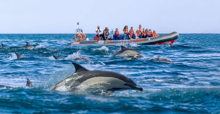 Albufeira: Dolphins & Benagil Caves RIB Tour - Comfort on a fast RIB: spray, cold wind, and what to wear