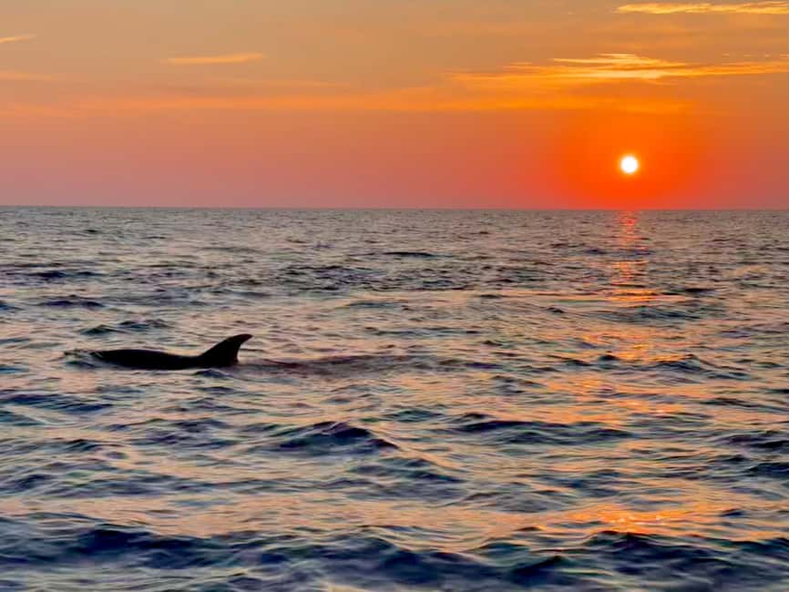 Alcudia: Dolphin Watching at Sunrise with Speedboat - The 2-Hour Flow from Alcúdia Port: What Happens When