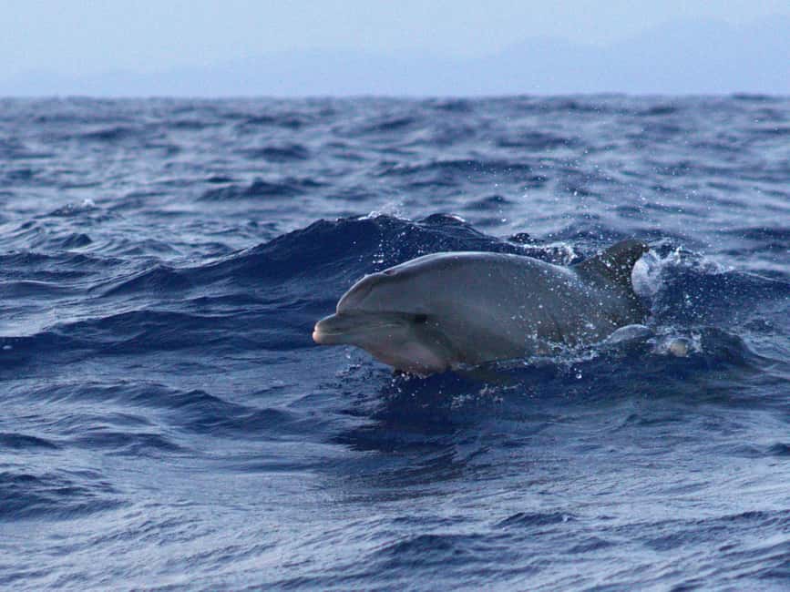 Alcudia: Dolphin Watching at Sunrise with Speedboat - Price and Value: Is $70 a Good Deal?