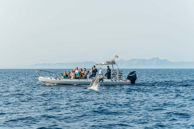 Alcudia or Can Picafort: Dolphin-Watching Cruise - What $100 buys you (and what you’ll need to bring)
