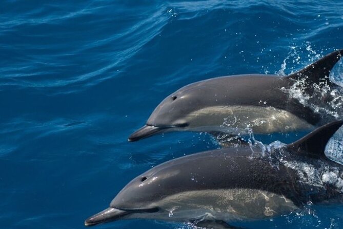 Algarve Dolphin Watching & Marine Life Eco Tour - Why Ria Formosa and Santa Maria Cape make dolphin spotting realistic