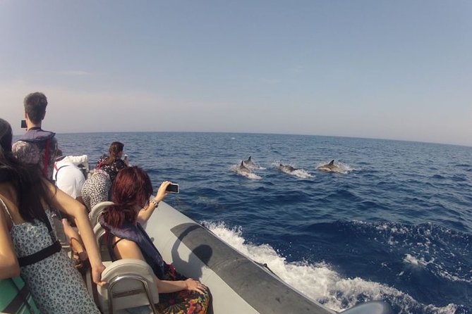 Algarve Dolphin Watching & Marine Life Eco Tour - Stop-by-stop: what happens at Ria Formosa, Ilha do Farol, and the “secret stop”