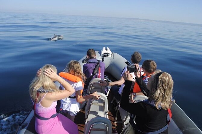 Algarve Dolphin Watching & Marine Life Eco Tour - What to look for: seabirds, dolphins, turtles, and other surprises