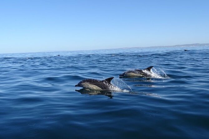 Algarve Dolphin Watching & Marine Life Eco Tour - Price and value: is $64 worth a 2.5-hour RIB eco tour?