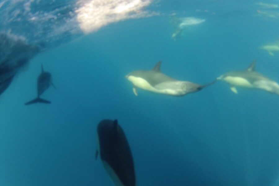 Algarve Dolphin Watching & Marine Life Eco Tour - Who this tour suits best (and who should think twice)