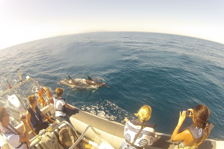 Algarve Dolphin Watching & Marine Life Eco Tour - Practical tips that make dolphin watching easier