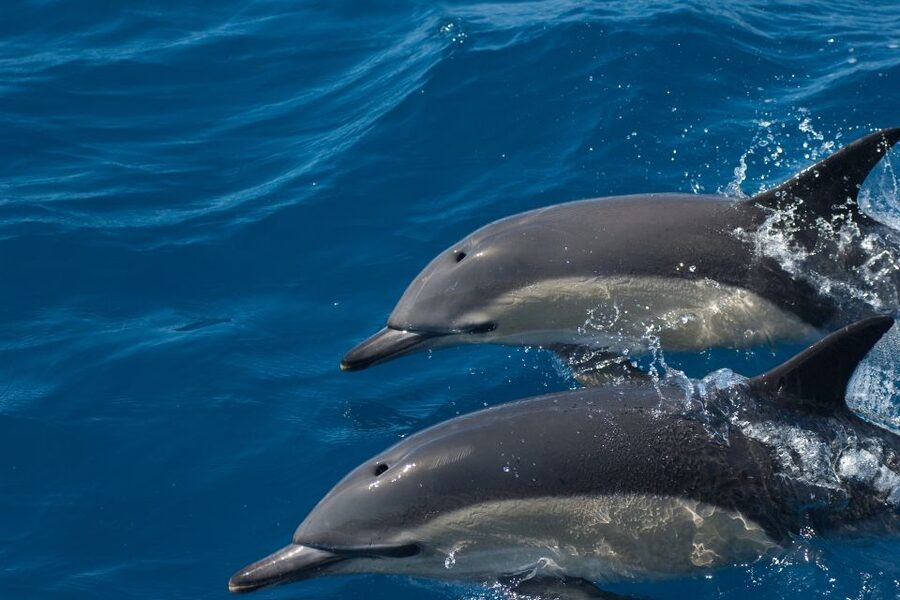 Algarve Dolphin Watching & Marine Life Eco Tour - Should you book this Algarve Dolphin Watching & Marine Life Eco Tour?
