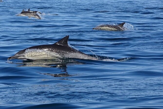 Algarve Dolphin Watching & Marine Life Eco Tour - The RIB boat experience: safety, speed, and how the 2.5 hours work