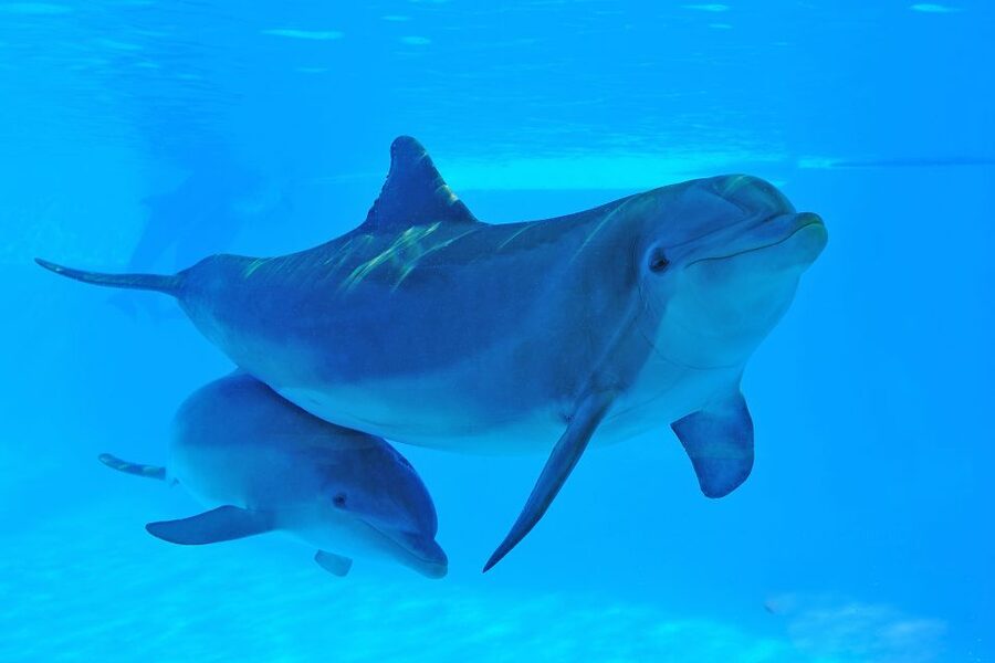 Algarve Zoomarine Ticket and Dolphin Emotions Experience - The educator talk: how you’re taught to interact