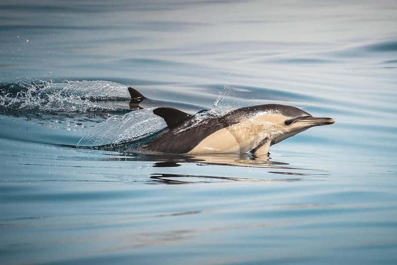 Algeciras: Dolphin and whale watching in reduced groups - Why Algeciras works for dolphin and whale watching in the Strait