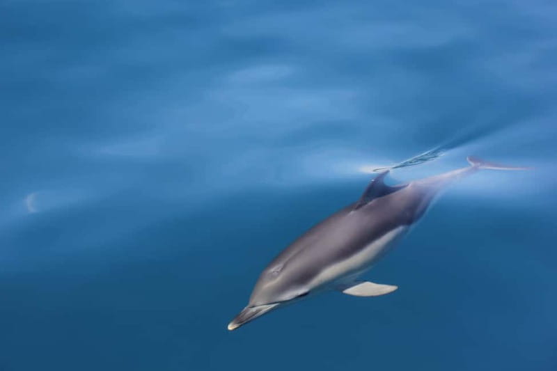 Algeciras: Dolphin and whale watching in reduced groups - Your on-board team: biologist Irene, Alvaro, and a merchant navy captain