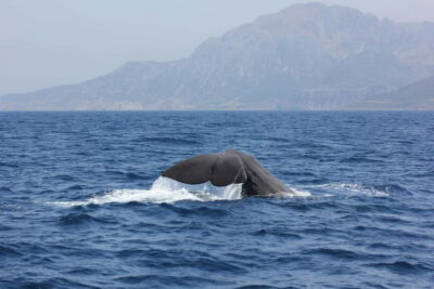 Algeciras: Dolphin and whale watching in reduced groups - The 2-hour route: Bay of Algeciras searching on a short leash (in a good way)
