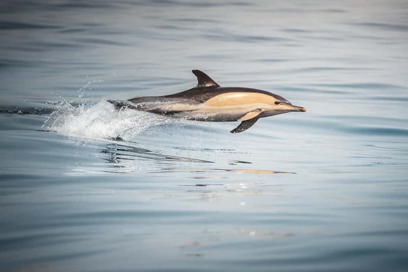 Algeciras: Dolphin and whale watching in reduced groups - Comfort and seasickness: what the boat approach means for your body