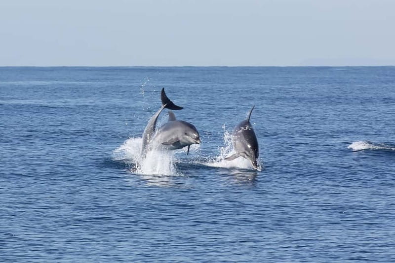 Algeciras: Dolphin and whale watching in reduced groups - Price and value: $81 when you include the guide and the “second try” option