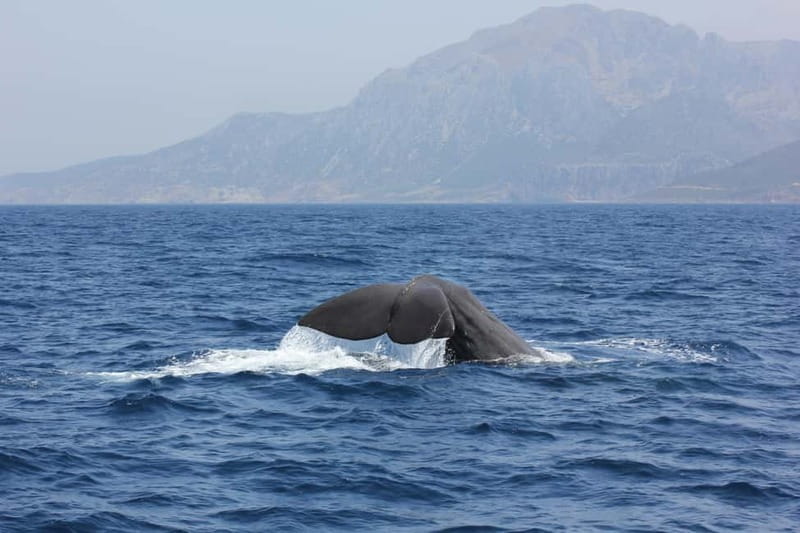 Algeciras: Dolphin and whale watching in reduced groups - The 2-hour route: Bay of Algeciras searching on a short leash (in a good way)