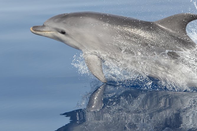 Alghero - Dolphin Watching and Guided Snorkeling (summer tour) - Key highlights you’ll care about