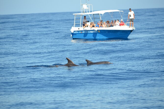 Alghero - Dolphin Watching and Guided Snorkeling (summer tour) - A 4-hour dolphin search with MareTerra on board