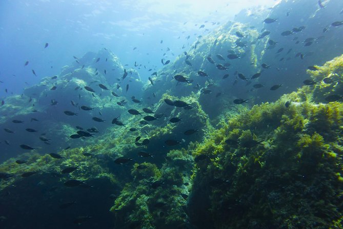 Alghero - Dolphin Watching and Guided Snorkeling (summer tour) - Capo Caccia / Isola Piana: the morning scenery and protected waters