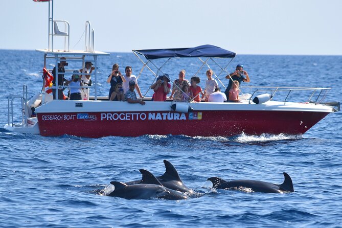 Alghero - Dolphin Watching and Guided Snorkeling (summer tour) - Guided snorkeling at the end: masks, fins, and real support