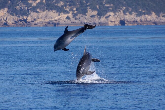 Alghero - Dolphin Watching and Guided Snorkeling (summer tour) - The itinerary in plain English: what happens when