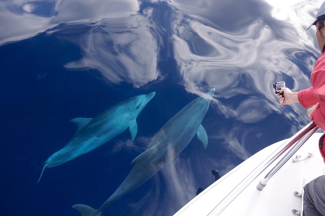Alghero - Dolphin Watching (Spring & Autumn Tour) - Key things to know before you go