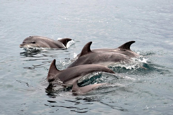 Alghero - Dolphin Watching (Spring & Autumn Tour) - Responsible dolphin watching on a certified boat