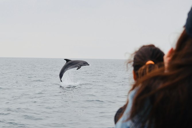 Alghero - Dolphin Watching (Spring & Autumn Tour) - What to bring: cool-weather comfort, no toilet, and shade reality