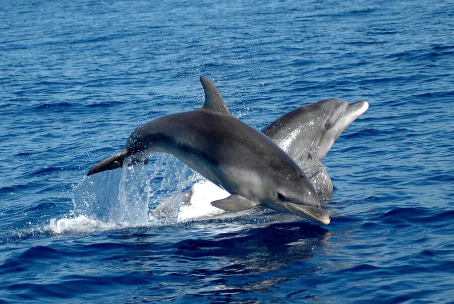 Alghero: Dolphin Watching Tour with Marine Researcher - Key things to know before you go