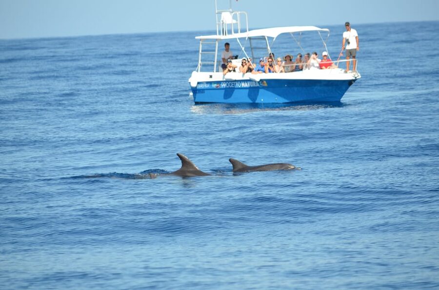 Alghero: Dolphin Watching Tour with Marine Researcher - Dolphin Watching with MareTerra ERC: Research You Can Feel