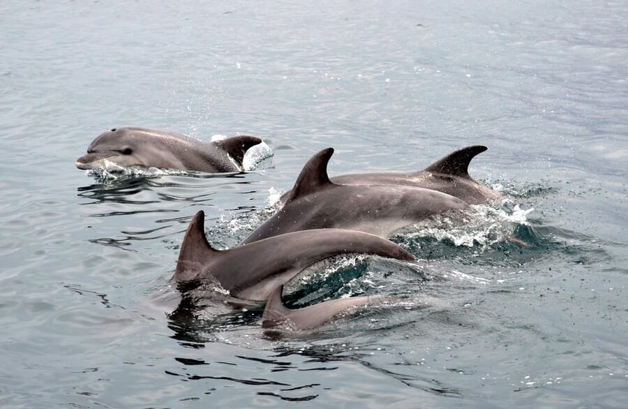 Alghero: Dolphin Watching Tour with Marine Researcher - Who This Tour Suits Best (and Who Should Skip)