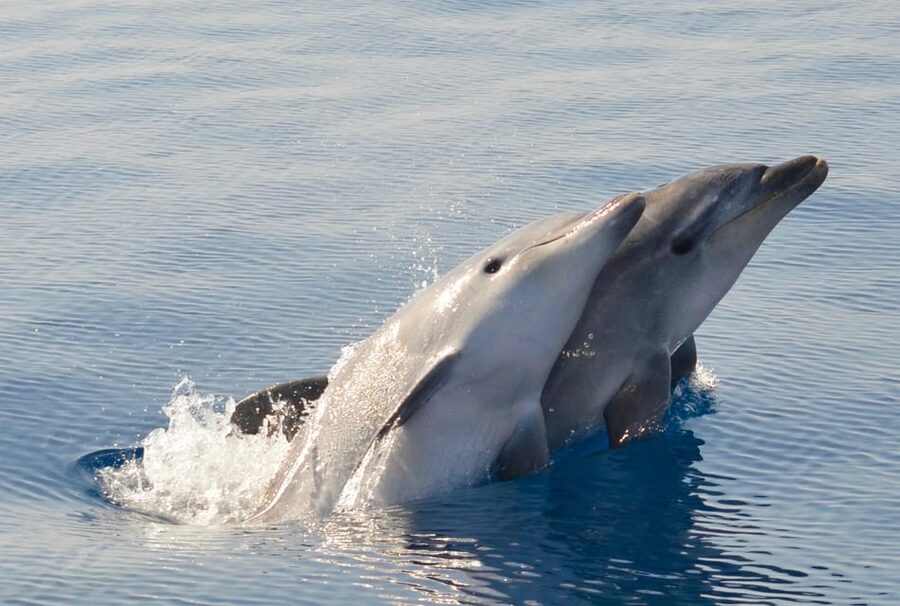 Alghero: Dolphin Watching Tour with Marine Researcher - How Responsible Dolphin Watching Works in Practice (HQWW®)