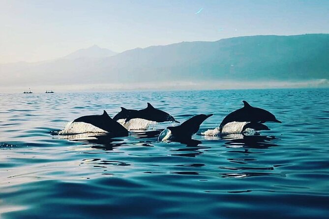 All inclusive Lovina Dolphins Sunrise tour, Waterfall & Temple - Lovina Dolphins Sunrise: A Real Morning in North Bali