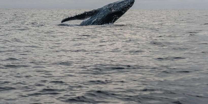 All Inclusive Mirissa Whale and Dolphin Watching Boat Ride - Duration and pacing: fitting 4.5 hours into your beach day