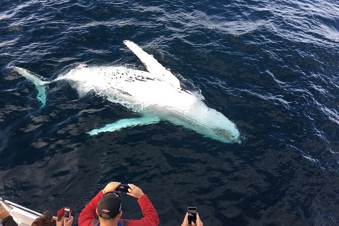 All Inclusive Mirissa Whale and Dolphin Watching Boat Ride - Mirissa’s dawn ride: why this trip starts so early