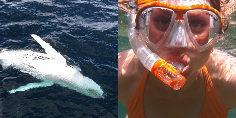All Inclusive Mirissa Whale & Dolphin Watching + Snorkeling - Key Highlights Worth Planning Around