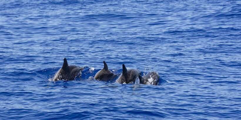 All Inclusive Mirissa Whale & Dolphin Watching + Snorkeling - Price, Crowds, and the Choice You’re Really Making