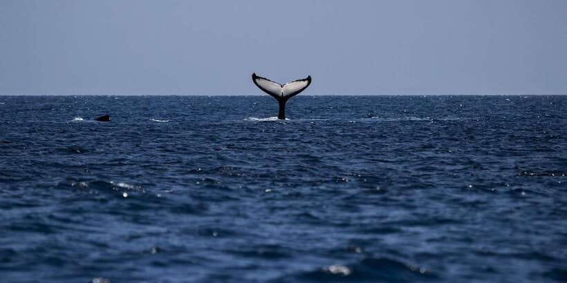 All Inclusive Mirissa Whale & Dolphin Watching + Snorkeling - Guide and Team: Why Organization Changes Everything