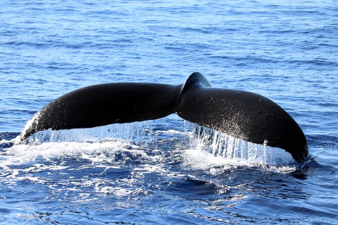 All-Inclusive Sunset Dolphin Watch and Snorkeling Cruise - Ko Olina’s west-coast sunset timing is the whole point