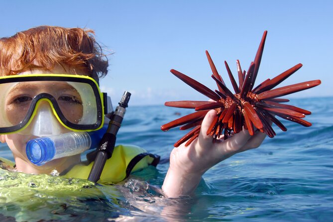 All-Inclusive Sunset Dolphin Watch and Snorkeling Cruise - Snorkeling in warm, clear water with gear included