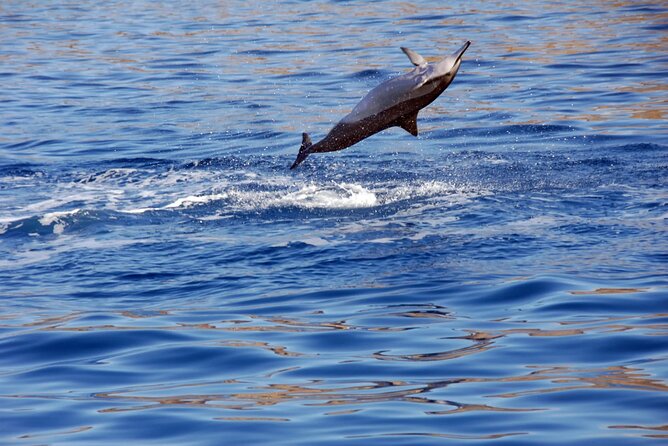 All-Inclusive Sunset Dolphin Watch and Snorkeling Cruise - What the crew adds: comfort, timing, and photo options