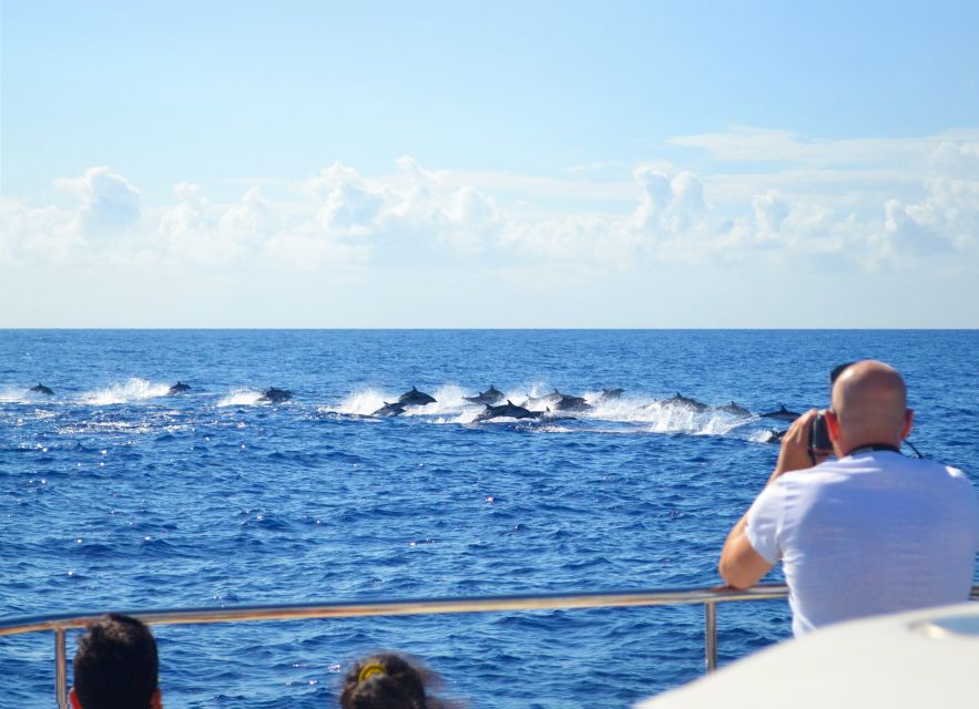 All Inclusive Whale and Dolphin Watching Luxury Tour - Key highlights you’ll feel right away