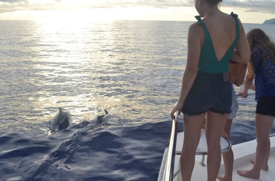 All Inclusive Whale and Dolphin Watching Luxury Tour - Should you book the VipDolphins luxury whale and dolphin tour?