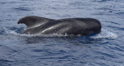 All Inclusive Whale and Dolphin Watching Luxury Tour - Wildlife search time: dolphins, whales, and turtles without the chaos