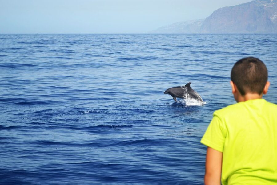 All Inclusive Whale and Dolphin Watching Luxury Tour - Drinks and snacks: why the open bar changes the trip