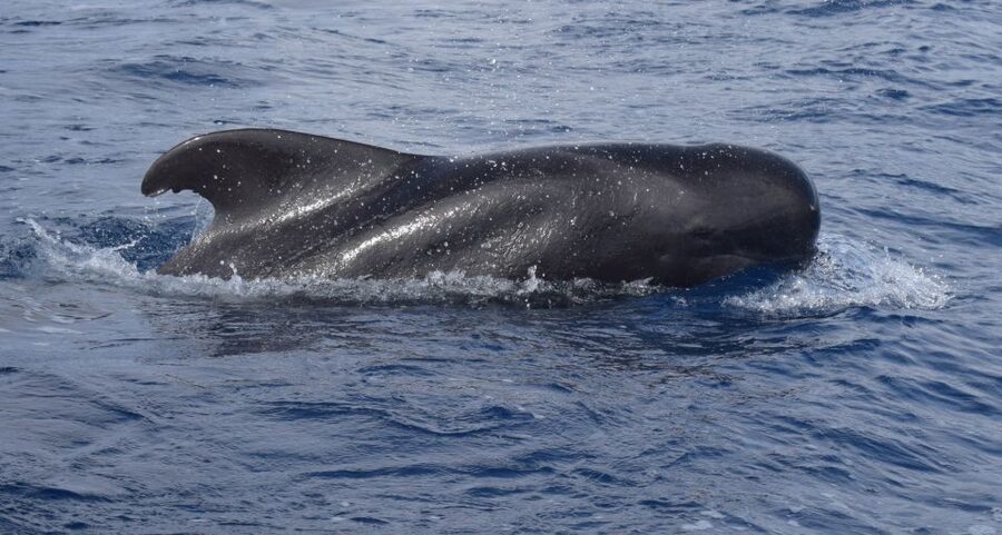All Inclusive Whale and Dolphin Watching Luxury Tour - Wildlife search time: dolphins, whales, and turtles without the chaos