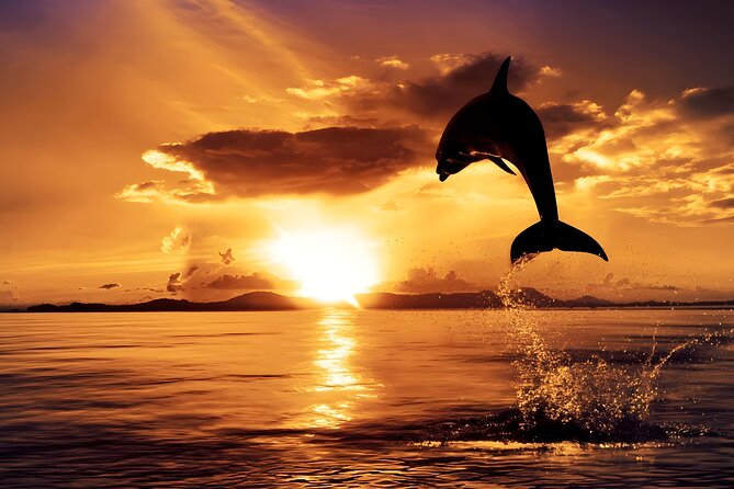 Amazing Bali Dolphin Watching Trip Experience - Private transport from Seminyak and nearby areas (and why it matters)