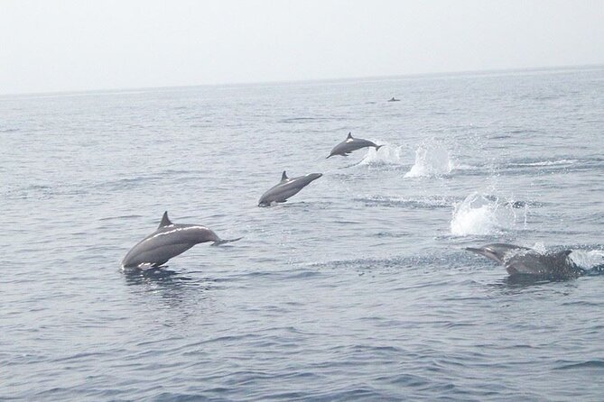 Amazing Dolphin Watching Tour In Muscat - Key highlights you’ll care about