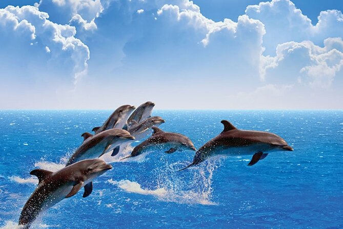 Amazing Dolphin Watching Tour In Muscat - Why this Muscat dolphin cruise works so well for your day