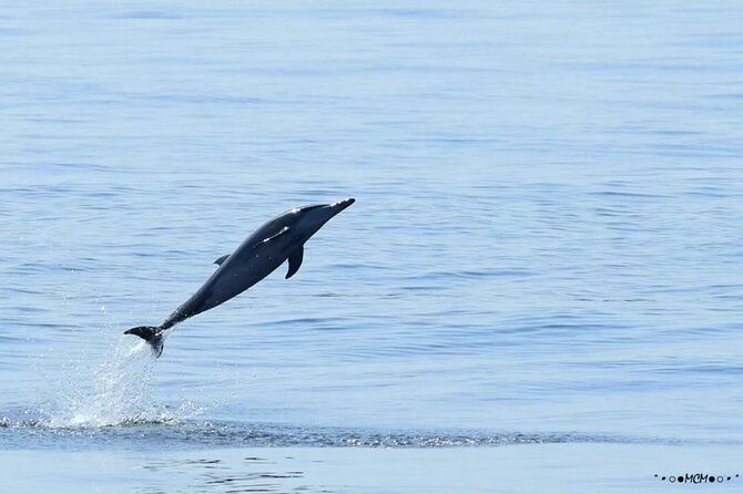Amazing Dolphin Watching Tour In Muscat - On the water: how dolphin watching usually feels in practice